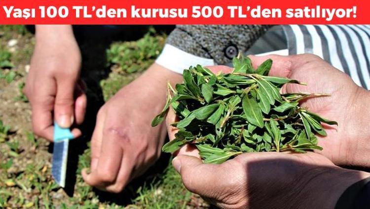 Sivasta hasadı devam ediyor Kilosu 100 TL: Grip ve nezleden koruyor, yüksek kan şekerini anında sıfırlıyor, şeker hastalarının doğal ilacı, kolesterolün kökünü kazıyor
