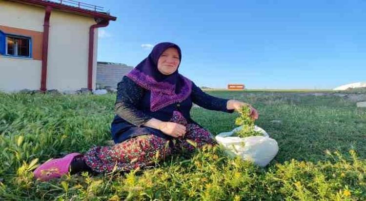 TAZE TAZE TÜKETİYORLAR
