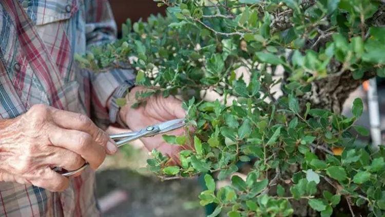 Sivasta hasadı devam ediyor Kilosu 100 TL: Grip ve nezleden koruyor, yüksek kan şekerini anında sıfırlıyor, şeker hastalarının doğal ilacı, kolesterolün kökünü kazıyor