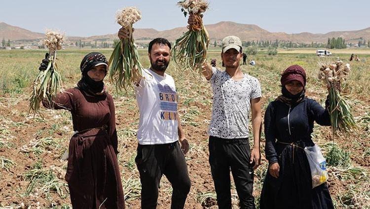 Doğal antibiyotikte hasat başladı Çayını yapıp bardak bardak içince kolesterolü damardan silip atıyor, iltihabı kurutup kemikleri beton gibi yapıyor