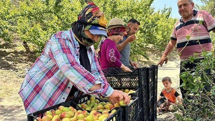 Kilosu 25 TLden satılıyor: Bağırsakları makine gibi çalıştırıp vücudu C vitamini ve demire boğuyor