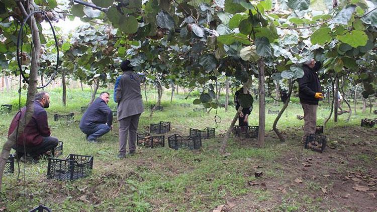 Çarşamba Ovasında hasadı başladı Verimli topraklarda bereketleniyor: Vücuda girdiği anda etki ediyor
