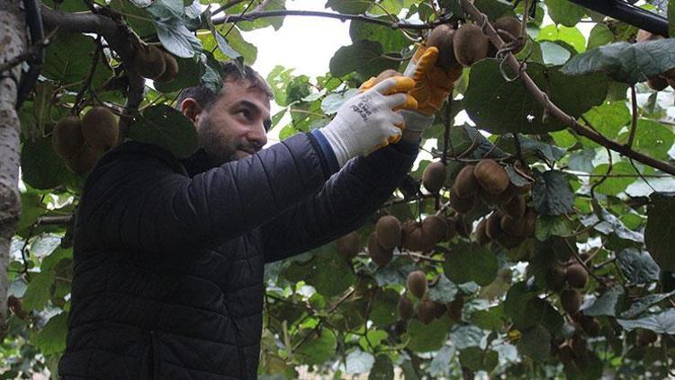 KİVİ HASADI BAŞLADI