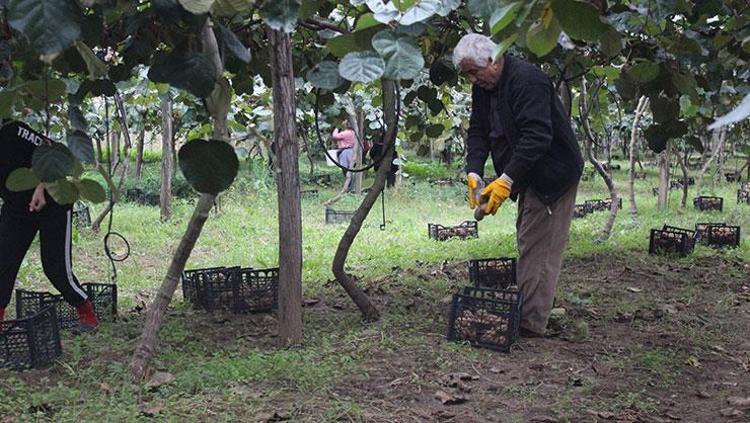 20 BİN TONUN ÜZERİNDE BEKLENTİ