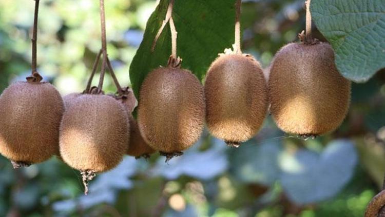 VİTAMİN DEPOSU: KİVİ