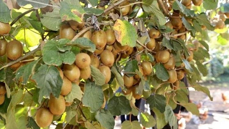 KAN BASINCINI DENGELEYİCİ ETKİSİ