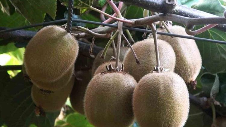 LİF KAYNAĞI OLARAK KİVİ