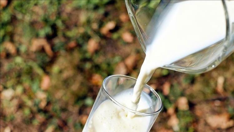 İnek sütünü solda sıfır bırakıyor Vücudu kalsiyum deposuna çeviriyor: Kemik erimesinin önüne geçiyor