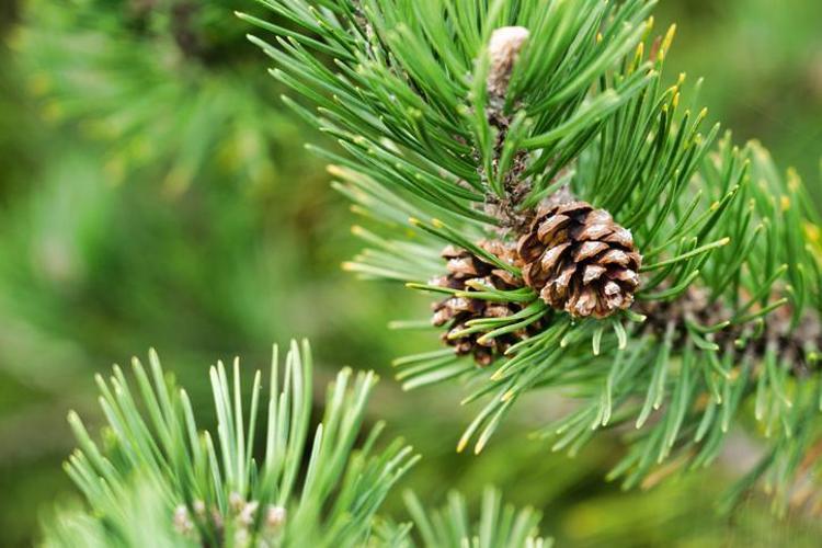 Türkülere konu oldu Ilgaz Dağlarının eteklerinden toplanıyor: Öksürük şurubundan daha etkili, bronşiti tedavi ediyor