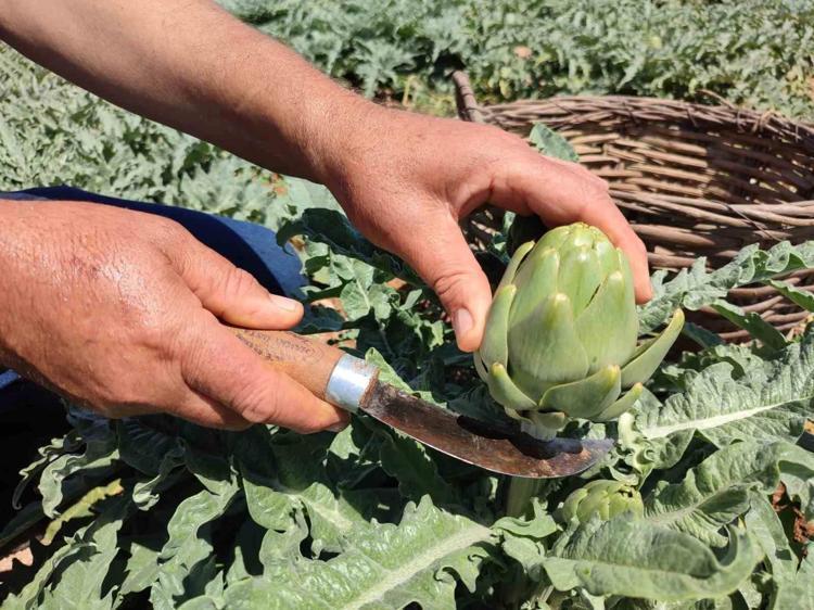 KOLESTEROLÜ DENGELER