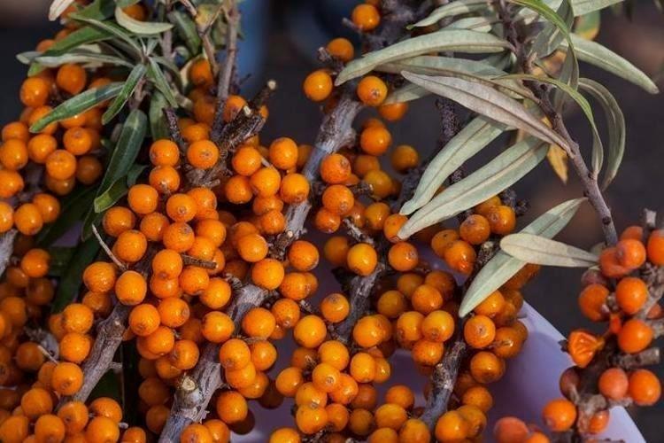 Doğadaki en güçlü Omega-7 kaynağı Türkiyede yetişiyor, Ruslar kapış kapış alıyor, kolesterolü sıfırlayıp karaciğerdeki yağı eritiyor