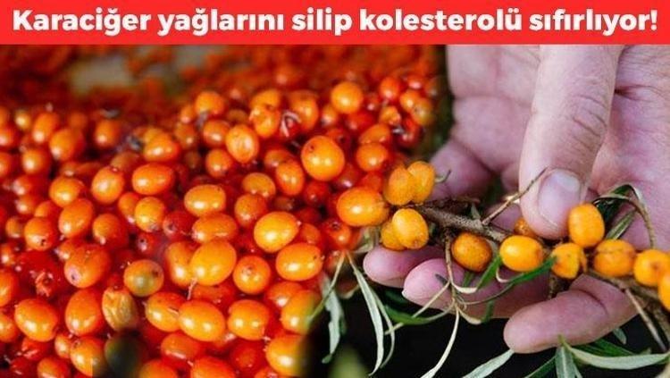 Doğadaki en güçlü Omega-7 kaynağı Türkiyede yetişiyor, Ruslar kapış kapış alıyor, kolesterolü sıfırlayıp karaciğerdeki yağı eritiyor