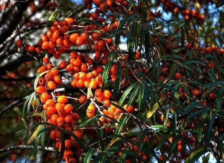 Doğadaki en güçlü Omega-7 kaynağı Türkiyede yetişiyor, Ruslar kapış kapış alıyor, kolesterolü sıfırlayıp karaciğerdeki yağı eritiyor