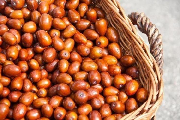 Doğadaki en güçlü Omega-7 kaynağı Türkiyede yetişiyor, Ruslar kapış kapış alıyor, kolesterolü sıfırlayıp karaciğerdeki yağı eritiyor