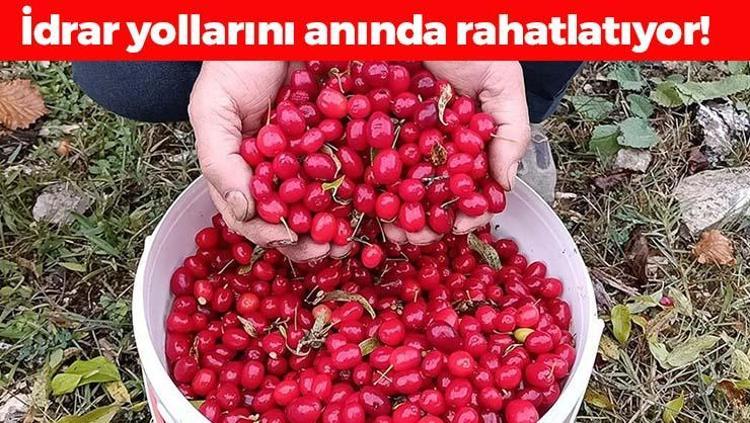 İdrar yolu enfeksiyonlarının kabusu oluyor Doğal şeker ilacı: Tıkalı damarları ameliyatsız açıyor, C vitamini depolarını fullüyor