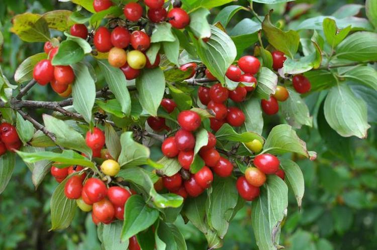 KANSERE KARŞI KORUYUCU OLABİLİR