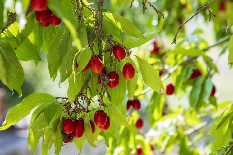 KAN ŞEKERİNİ DÜZENLER