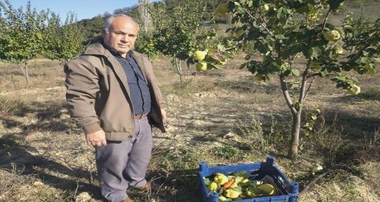 AYVA ÇEKİRDEĞİNİN FAYDALARI NELERDİR