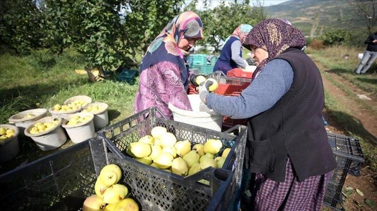 Çekirdeğini suya koyup bekleyin Cildi 5 dakikada parlatıyor, en pahalı kremlerden daha etkili, cildi mermer gibi yapıp kırışıklıkları anında yok ediyor