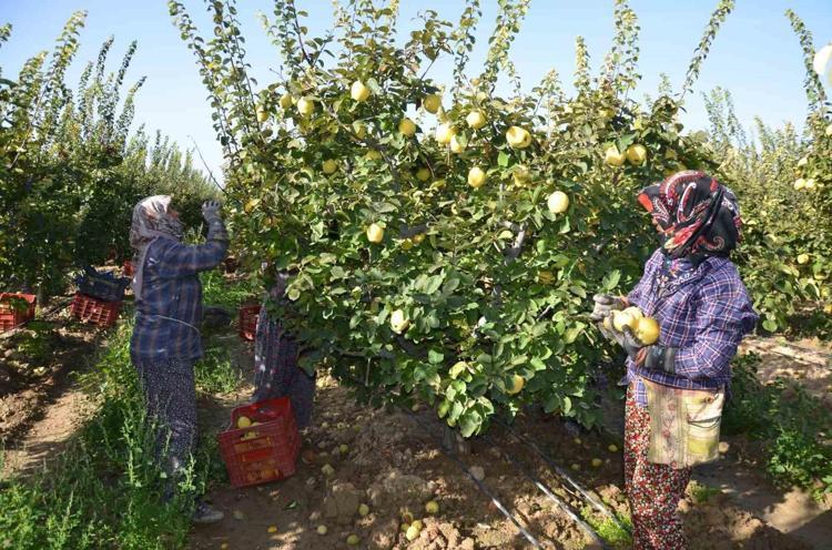 Çekirdeğini suya koyup bekleyin Cildi 5 dakikada parlatıyor, en pahalı kremlerden daha etkili, cildi mermer gibi yapıp kırışıklıkları anında yok ediyor