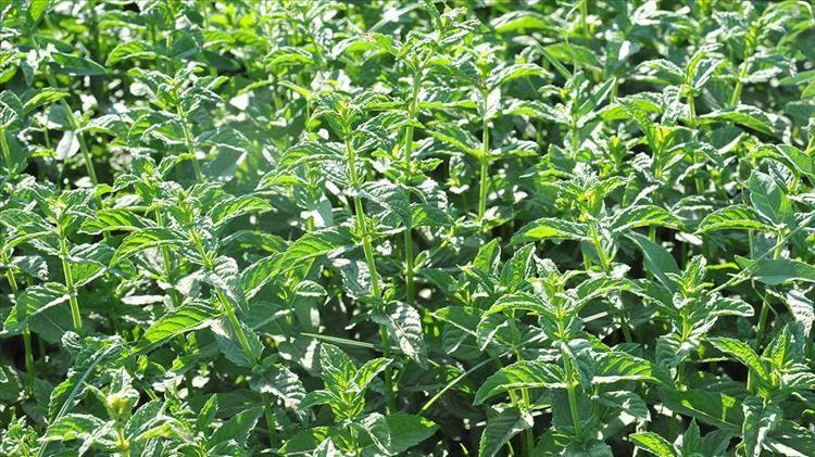 Bağırsakları motor gibi çalıştırıyor Bitkilerin kralı olarak biliniyor: Tıkalı bağırsakları lavabo gibi açıyor, 1 bardak içmek yetiyor