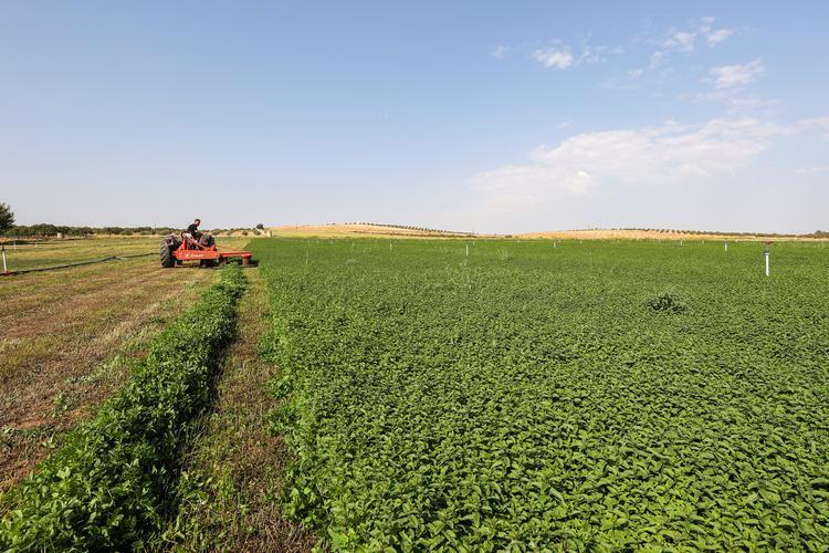 Bağırsakları motor gibi çalıştırıyor Bitkilerin kralı olarak biliniyor: Tıkalı bağırsakları lavabo gibi açıyor, 1 bardak içmek yetiyor