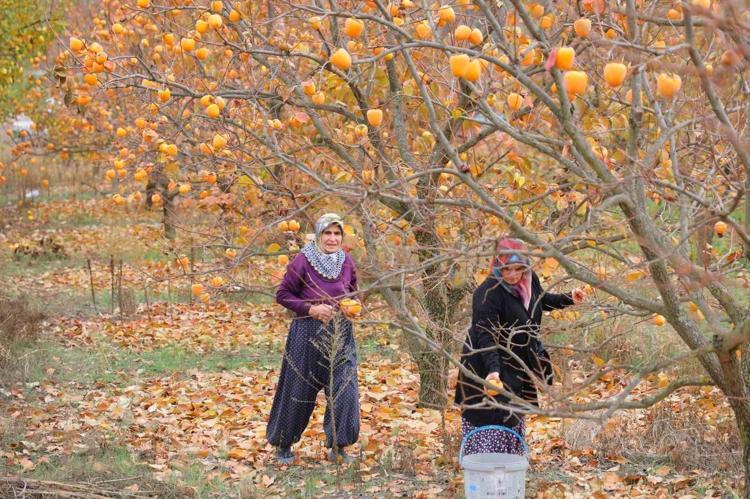 Bahçede 25, markette kilosu 80 lira Vücudu demire doyuruyor, bağırsakları motor gibi çalıştırıyor