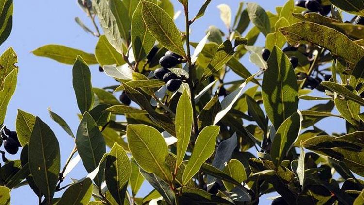 SOLUNUM SİSTEMİNİ RAHATLATMA