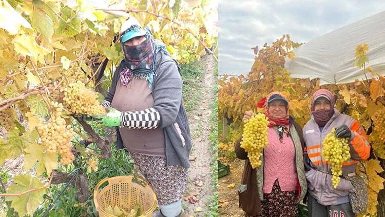 Hasadı kışın da devam edecek Kilosu 50 TL: Potasyum ve magnezyum deposu, damarları hortum gibi açıyor