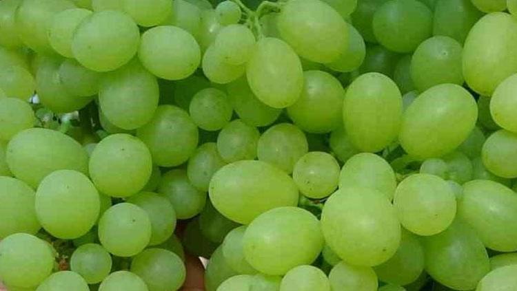 Hasadı kışın da devam edecek Kilosu 50 TL: Potasyum ve magnezyum deposu, damarları hortum gibi açıyor