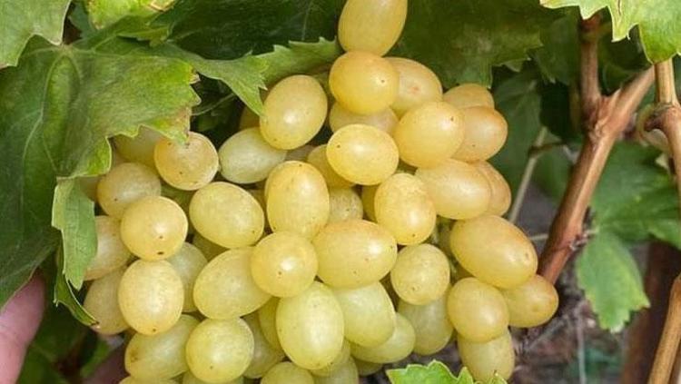 Hasadı kışın da devam edecek Kilosu 50 TL: Potasyum ve magnezyum deposu, damarları hortum gibi açıyor