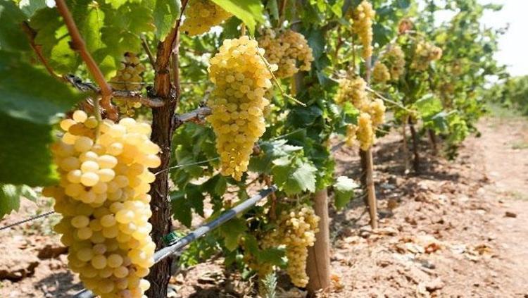Hasadı kışın da devam edecek Kilosu 50 TL: Potasyum ve magnezyum deposu, damarları hortum gibi açıyor