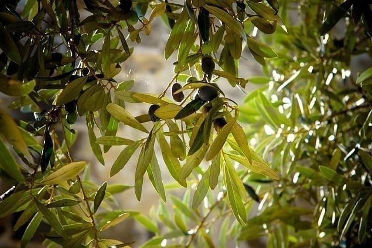 Kansersavar besinler listesinde ilk sırada Osman Müftüoğlu herkesin merak ettiği soruyu yanıtladı: Siyah zeytin mi faydalı yeşil zeytin mi