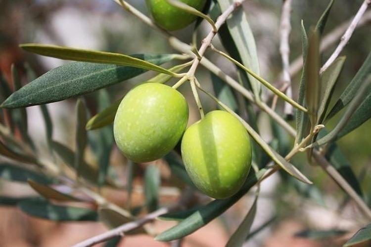 ZEYTİNİN FAYDALARI NELERDİR