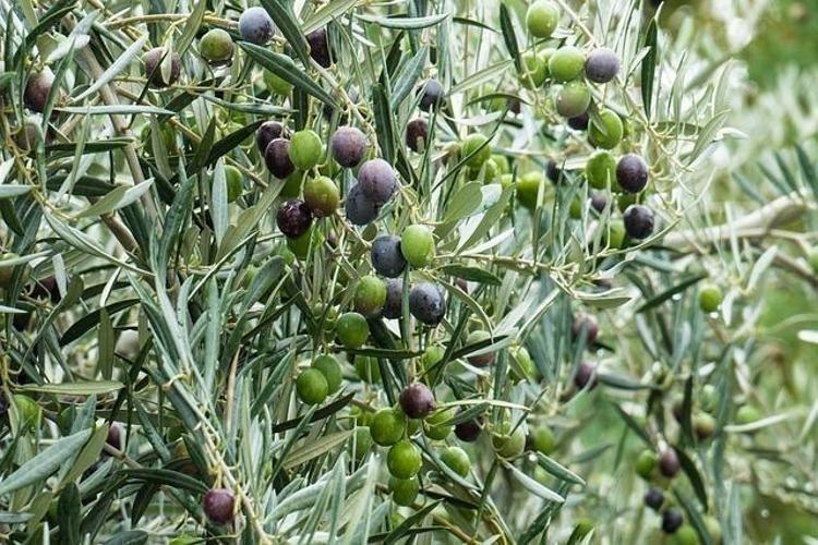 Kansersavar besinler listesinde ilk sırada Osman Müftüoğlu herkesin merak ettiği soruyu yanıtladı: Siyah zeytin mi faydalı yeşil zeytin mi