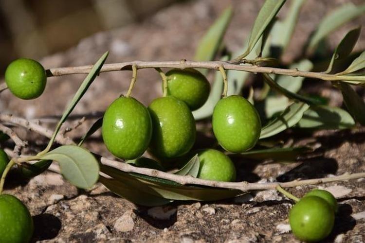 Kansersavar besinler listesinde ilk sırada Osman Müftüoğlu herkesin merak ettiği soruyu yanıtladı: Siyah zeytin mi faydalı yeşil zeytin mi
