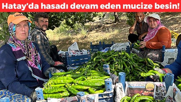 Hatayda hasadı devam ediyor  Kilosu 100 TL: C vitamini kralı olarak biliniyor, 1 tane yiyen 100 yaşına kadar yaşıyor, yağları cayır cayır yakıp mum gibi eritiyor