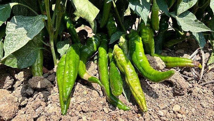 Hatayda hasadı devam ediyor  Kilosu 100 TL: C vitamini kralı olarak biliniyor, 1 tane yiyen 100 yaşına kadar yaşıyor, yağları cayır cayır yakıp mum gibi eritiyor