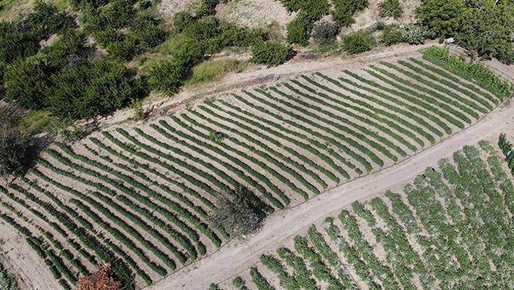 Hatayda hasadı devam ediyor  Kilosu 100 TL: C vitamini kralı olarak biliniyor, 1 tane yiyen 100 yaşına kadar yaşıyor, yağları cayır cayır yakıp mum gibi eritiyor