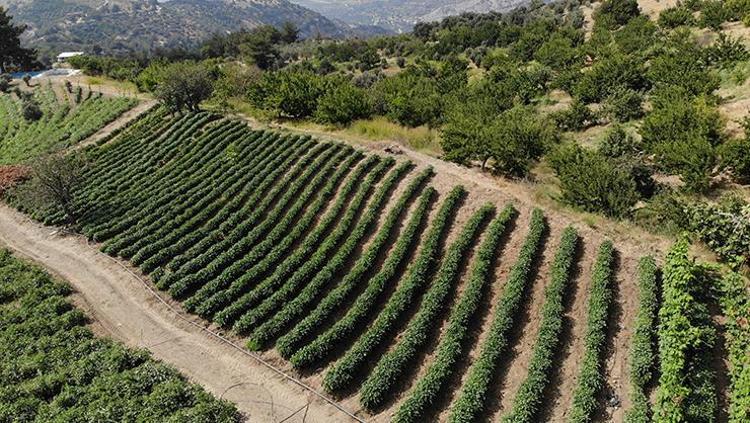 ZAYIFLAMAYA ESKİSİ OLDUĞU İÇİN ÇOK YOĞUN TALEP VAR