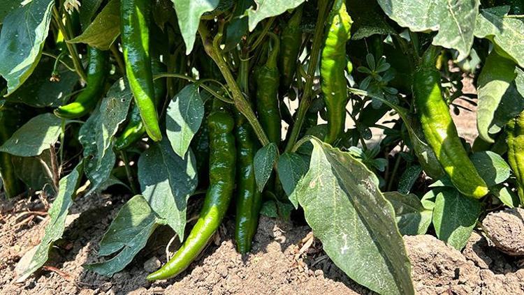 SAMANDAĞ BİBERİNİN FAYDALARI NELERDİR