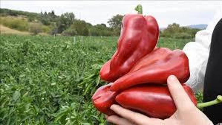 Hatayda hasadı devam ediyor  Kilosu 100 TL: C vitamini kralı olarak biliniyor, 1 tane yiyen 100 yaşına kadar yaşıyor, yağları cayır cayır yakıp mum gibi eritiyor