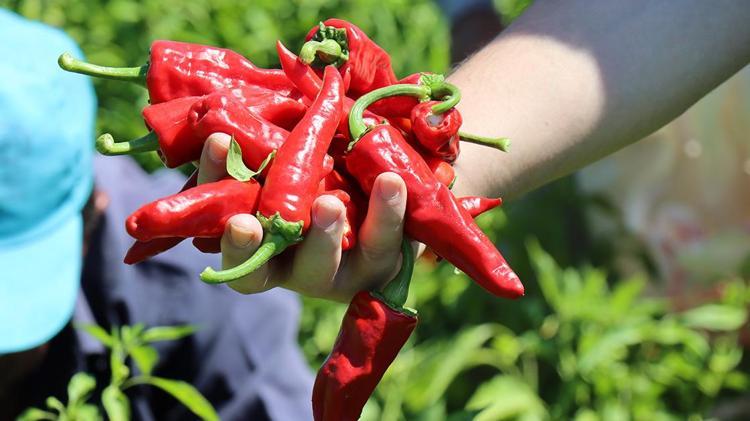 Hatayda hasadı devam ediyor  Kilosu 100 TL: C vitamini kralı olarak biliniyor, 1 tane yiyen 100 yaşına kadar yaşıyor, yağları cayır cayır yakıp mum gibi eritiyor