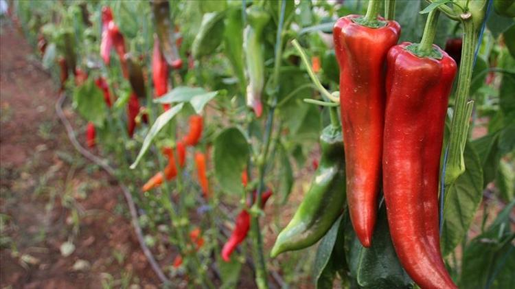 Hatayda hasadı devam ediyor  Kilosu 100 TL: C vitamini kralı olarak biliniyor, 1 tane yiyen 100 yaşına kadar yaşıyor, yağları cayır cayır yakıp mum gibi eritiyor