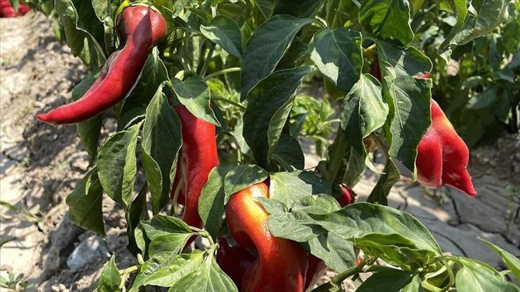 Hatayda hasadı devam ediyor  Kilosu 100 TL: C vitamini kralı olarak biliniyor, 1 tane yiyen 100 yaşına kadar yaşıyor, yağları cayır cayır yakıp mum gibi eritiyor