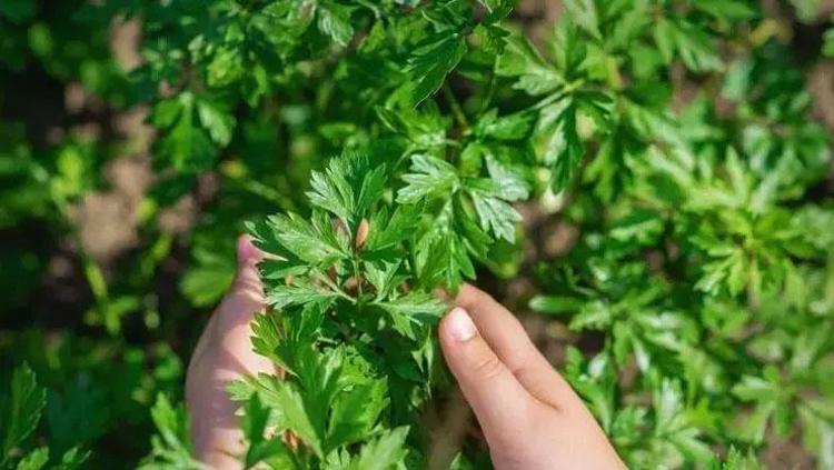 Karaciğeri dip köşe temizliyor 15 gün boyunca için: Safra üretimini 2 kat hızlandırıyor, karaciğer yağlarını erim erim eritiyor