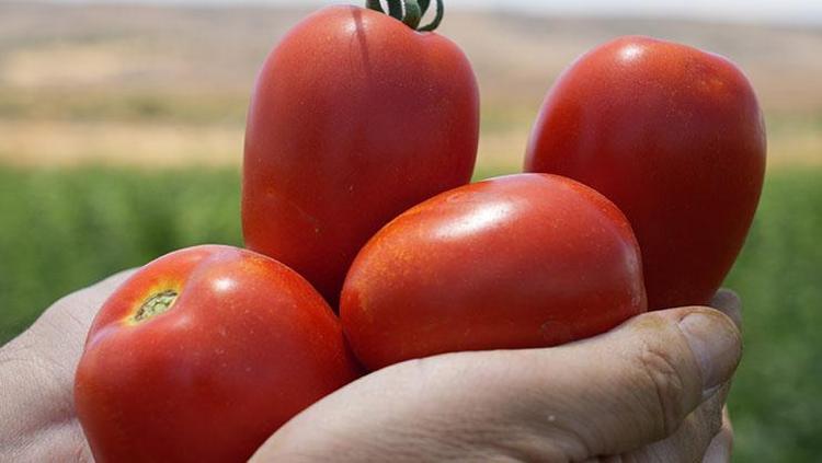 Kıymetini bilen yok ama kolesterolü damardan kazıyor Doğanın C vitamini kralı, bel, basen ve göbeği de mum gibi eritiyor