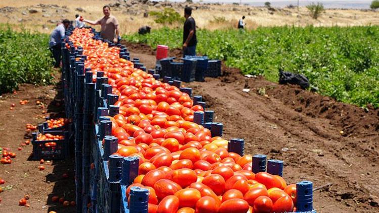 Kıymetini bilen yok ama kolesterolü damardan kazıyor Doğanın C vitamini kralı, bel, basen ve göbeği de mum gibi eritiyor
