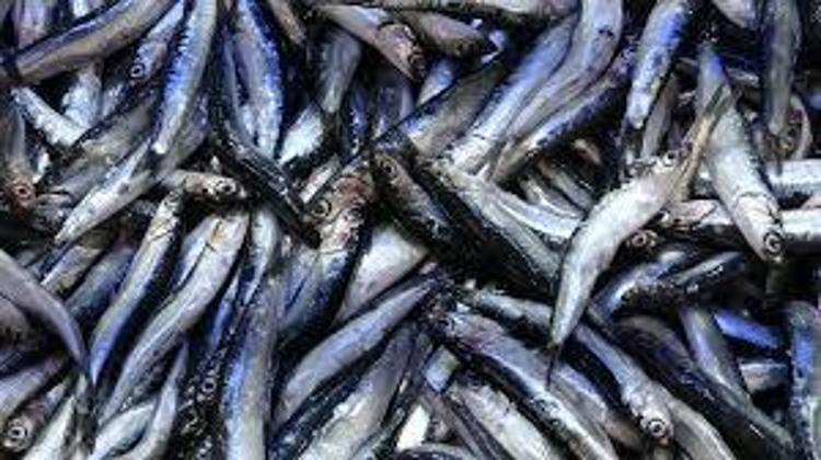Kilosu 80 TLye düştü Omega-3 depolarını fullüyor: Kemikleri betona çeviriyor, kolesterolün kökünü kazıyor
