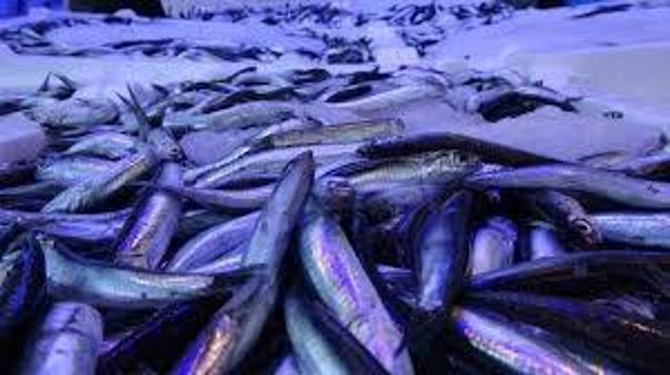Kilosu 80 TLye düştü Omega-3 depolarını fullüyor: Kemikleri betona çeviriyor, kolesterolün kökünü kazıyor